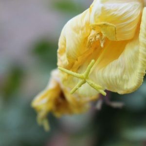 Meet your Posher, Cleo